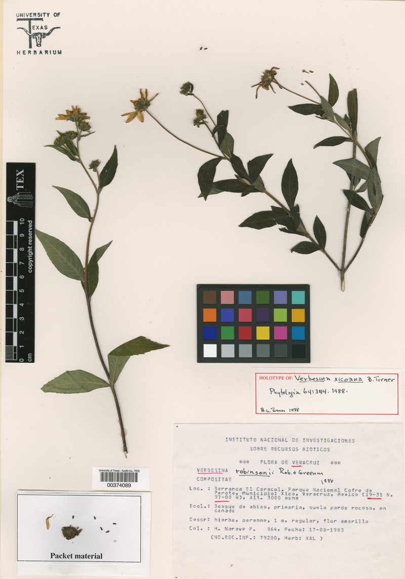 Verbesina xicoana