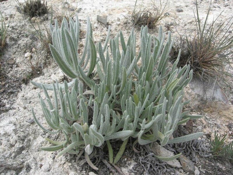 Verbesina zaragosana