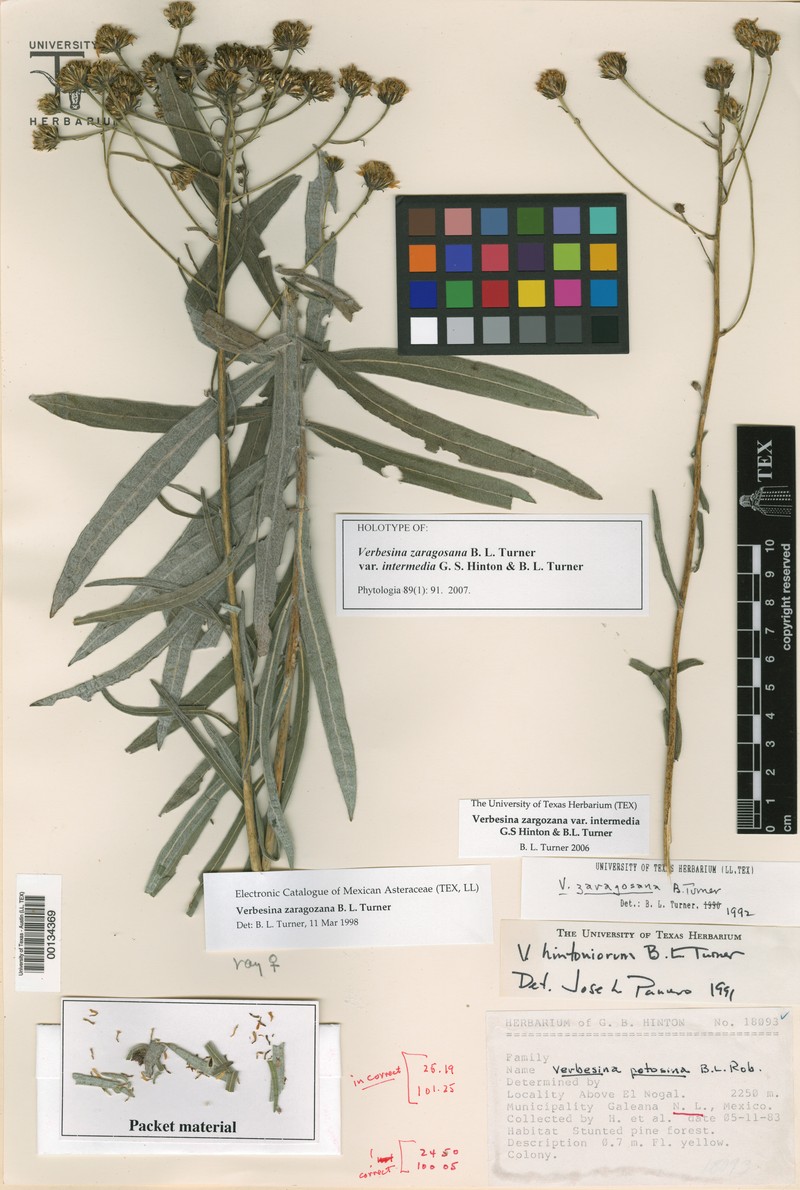Verbesina zaragosana var. intermedia