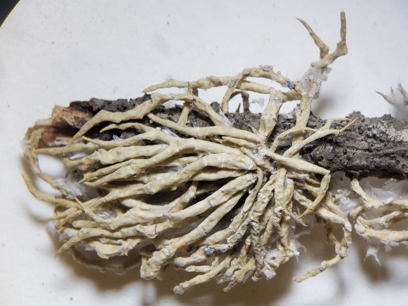 Vermilacinia cephalota