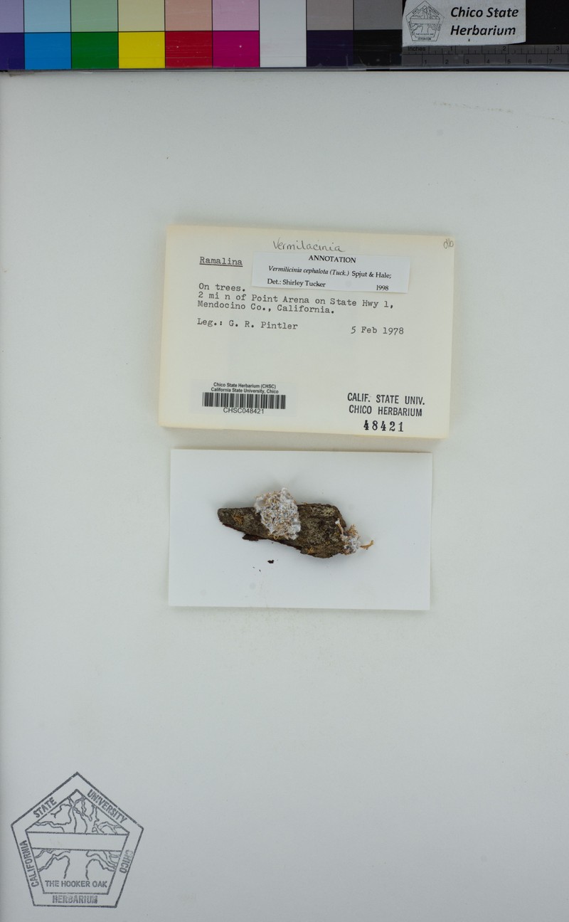 Vermilacinia cephalota photo 2