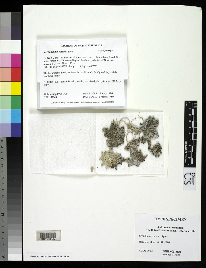 Vermilacinia cerebra photo 2