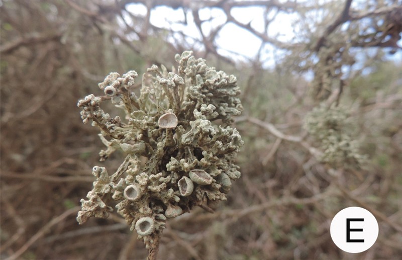 Vermilacinia cerebra