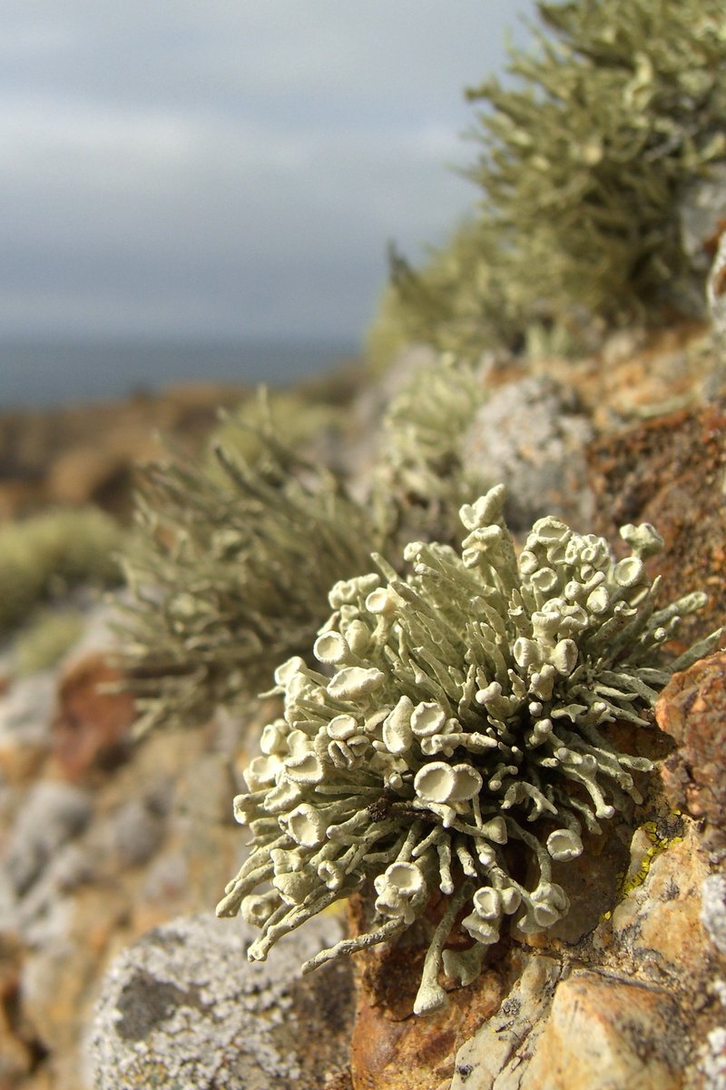 Vermilacinia combeoides