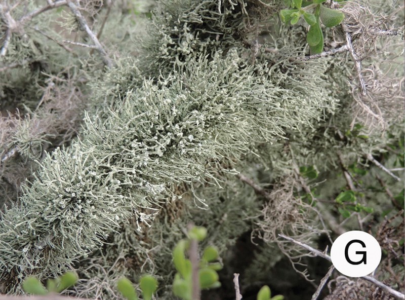 Vermilacinia leopardina