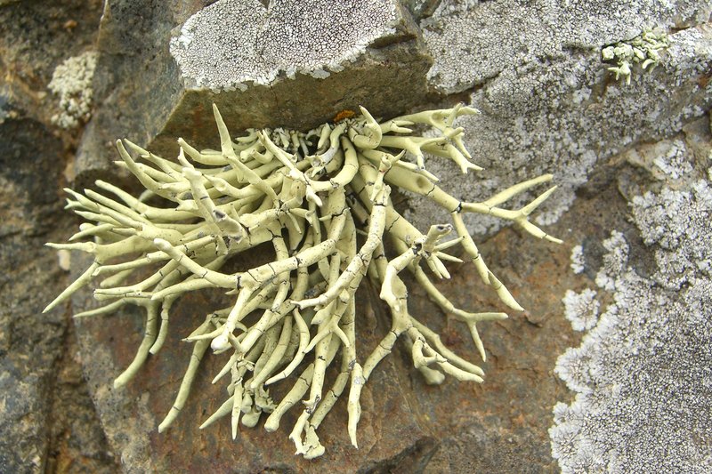 Vermilacinia procera