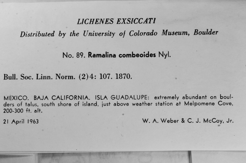 Vermilacinia robusta