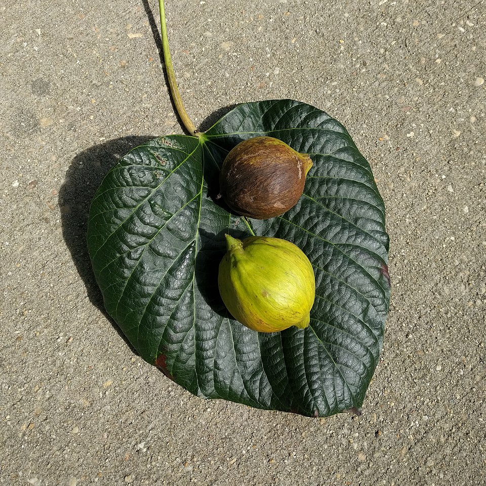 Tungoil Tree photo 5