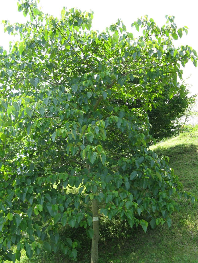 Tungoil Tree