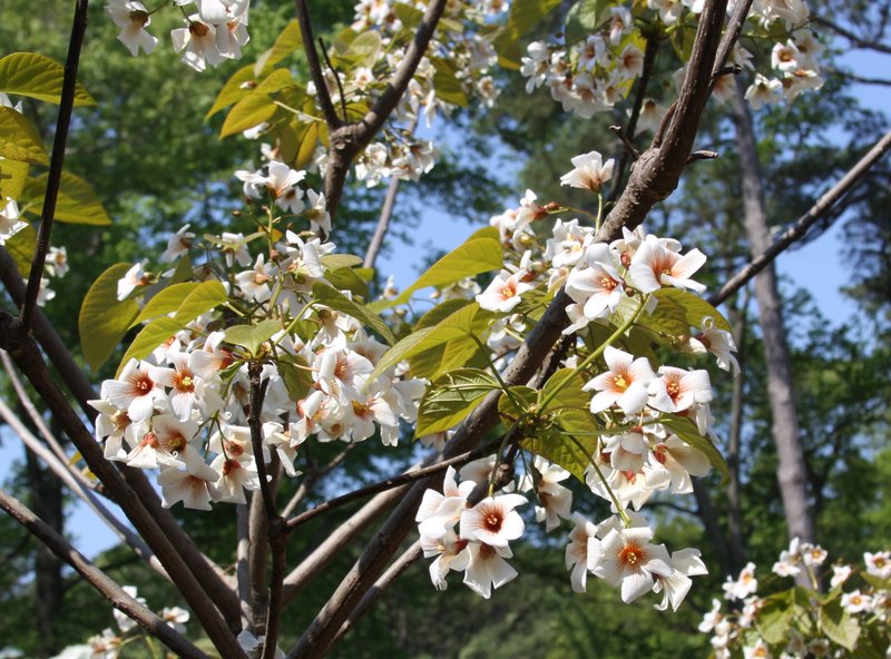Tungoil Tree photo 6