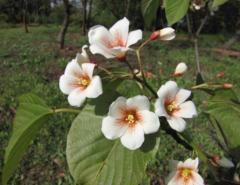 Tungoil Tree photo 7
