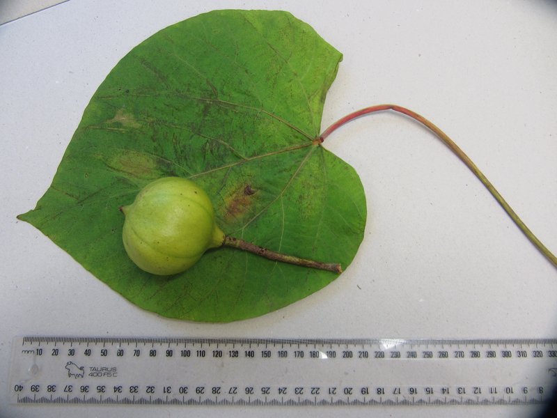 Tungoil Tree photo 8