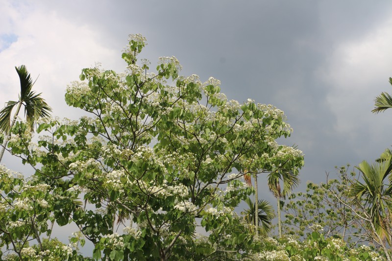 Tungoil Tree photo 2