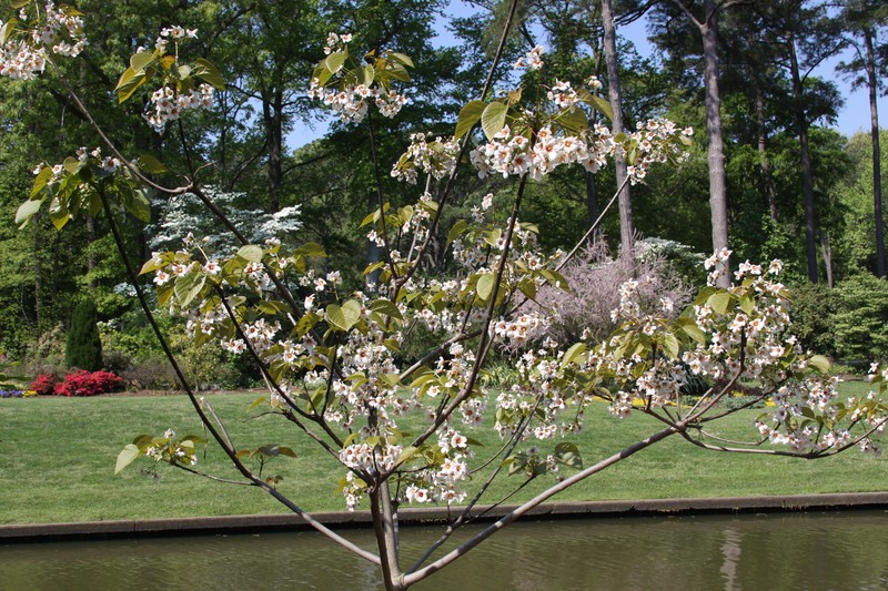 Tungoil Tree photo 3