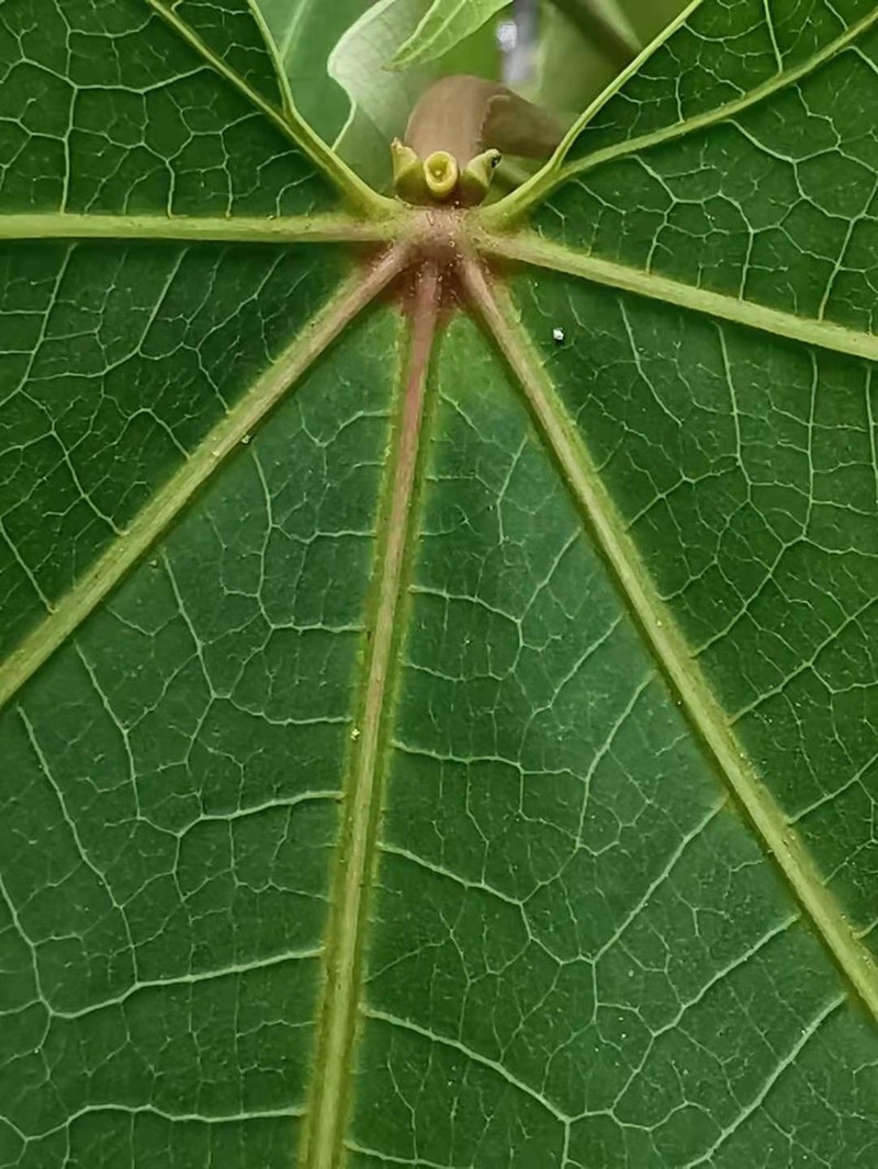 Mu Oil Tree photo 4