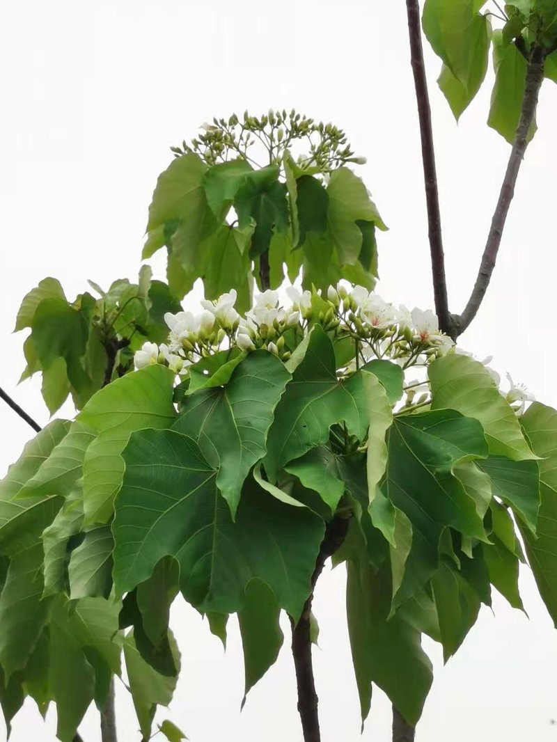 Mu Oil Tree photo 7