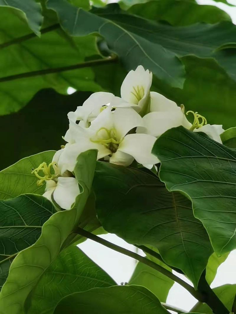 Mu Oil Tree photo 2