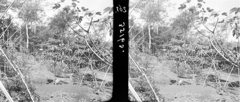 Mu Oil Tree photo 3