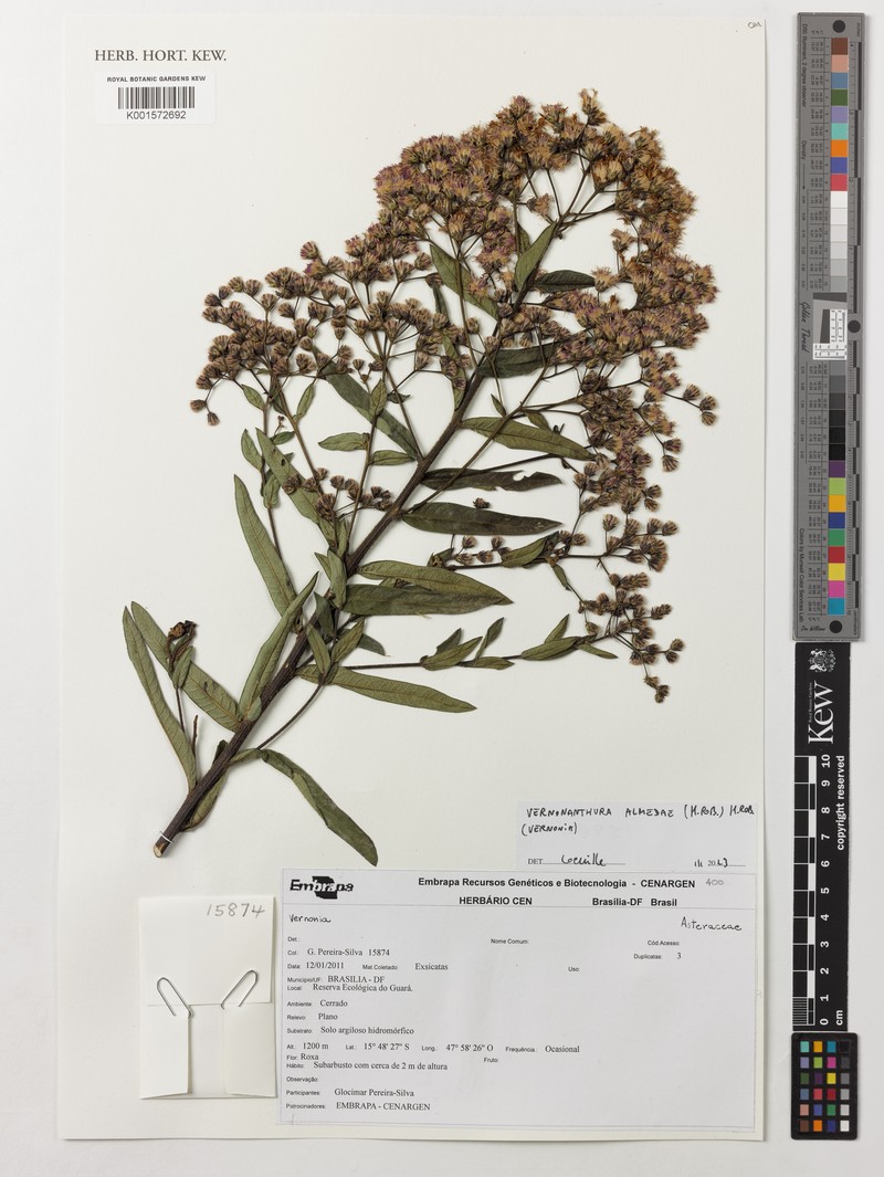 Vernonanthura almedae