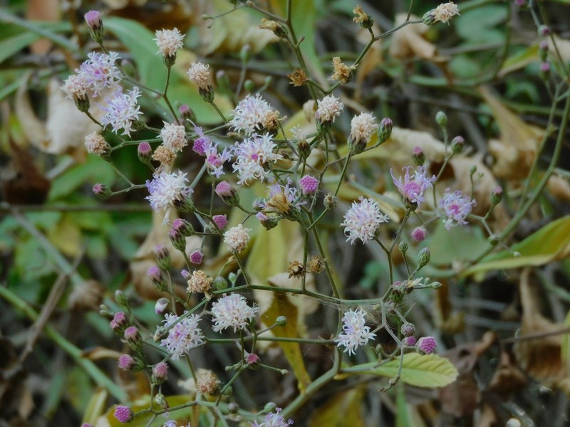 Vernonanthura amplexicaulis photo 2