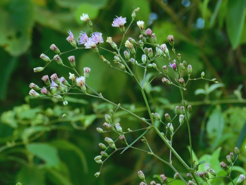 Vernonanthura amplexicaulis photo 3