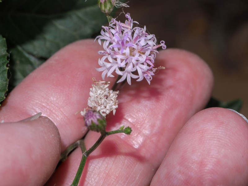 Vernonanthura amplexicaulis photo 4