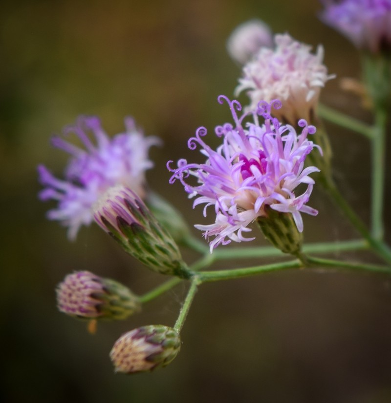 Vernonanthura amplexicaulis photo 5