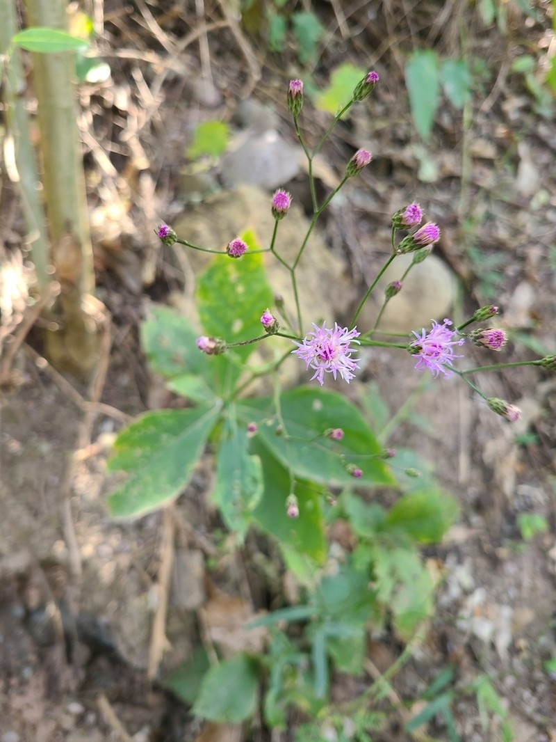 Vernonanthura amplexicaulis photo 6