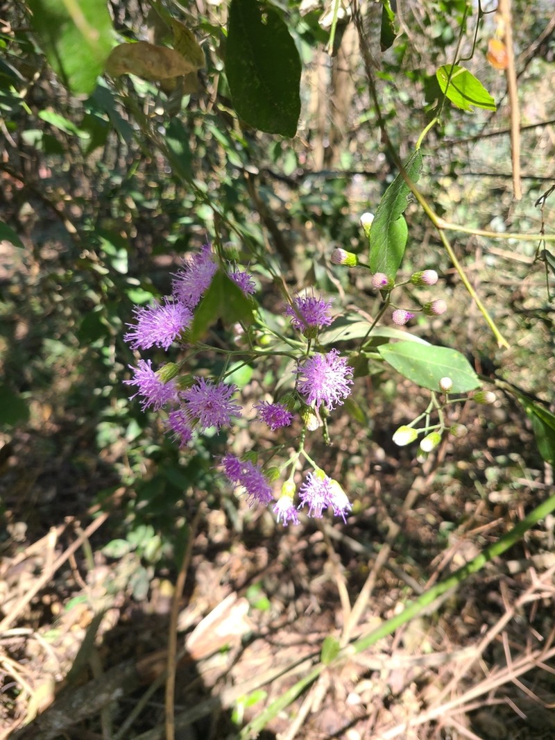 Vernonanthura amplexicaulis photo 7