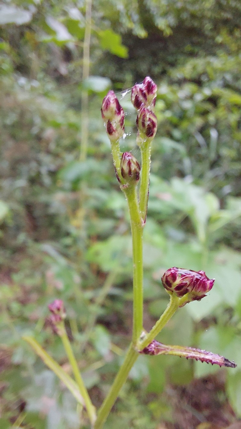 Vernonanthura amplexicaulis photo 8