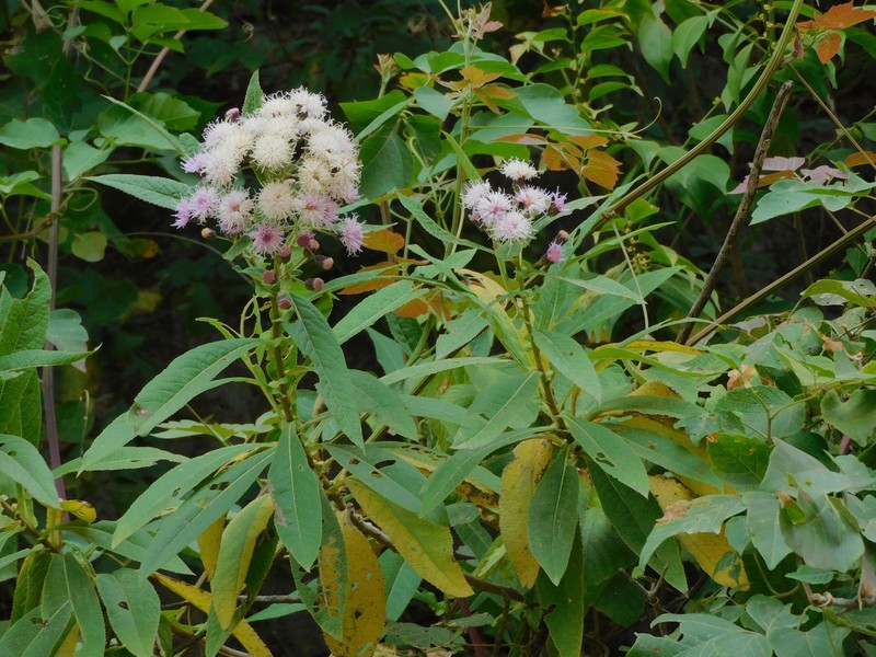Vernonanthura auriculata photo 2