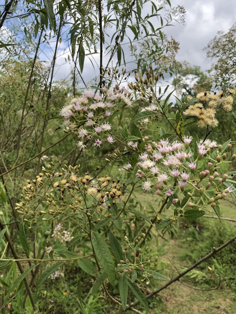 Vernonanthura beyrichii