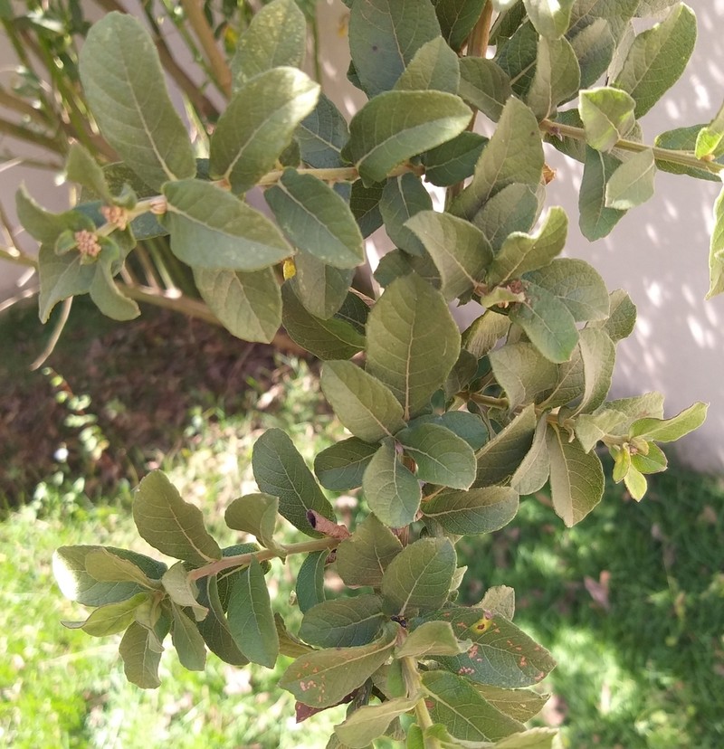 Vernonanthura brasiliana