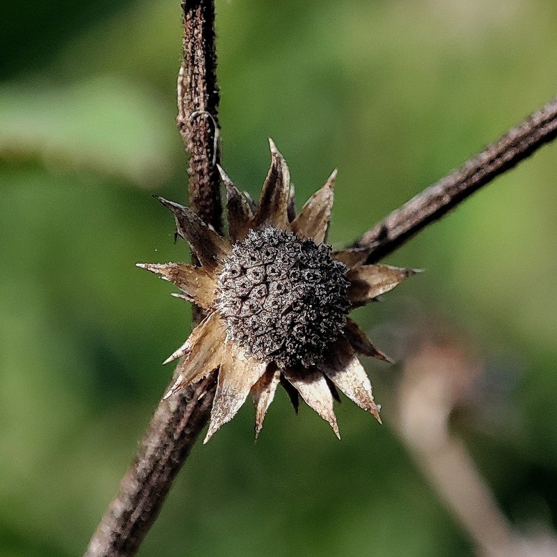 Vernonanthura brasiliana photo 2