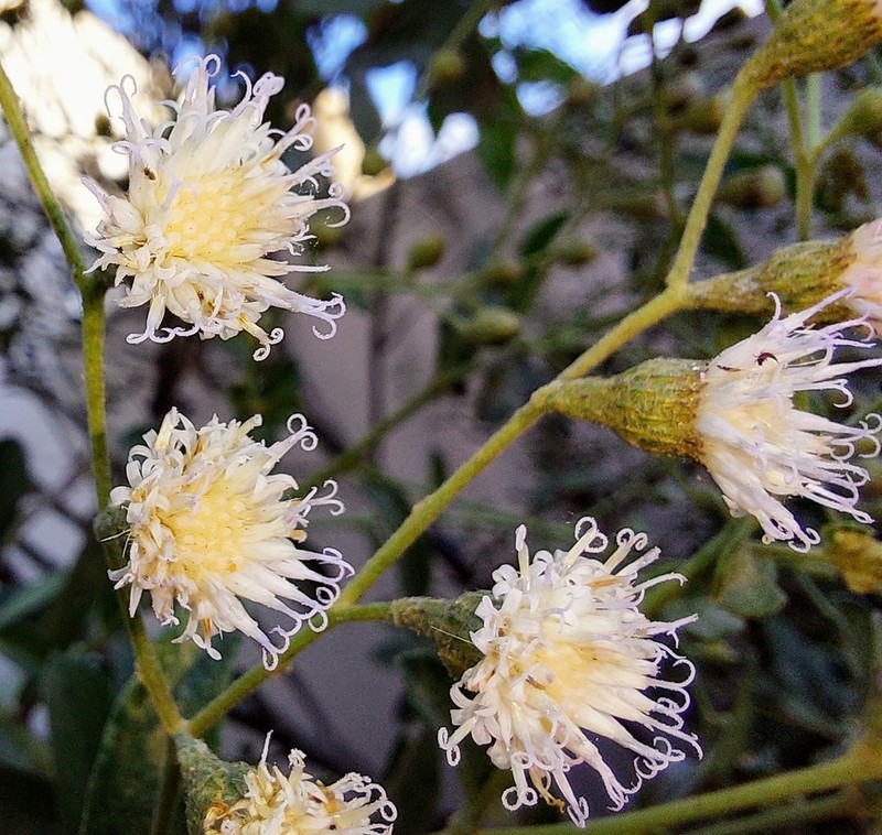 Vernonanthura brasiliana photo 3
