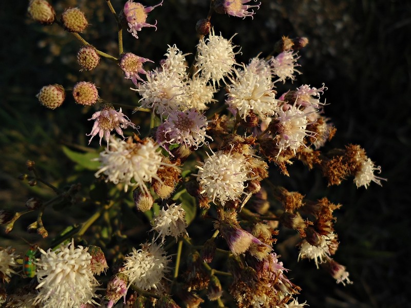 Vernonanthura brasiliana photo 4