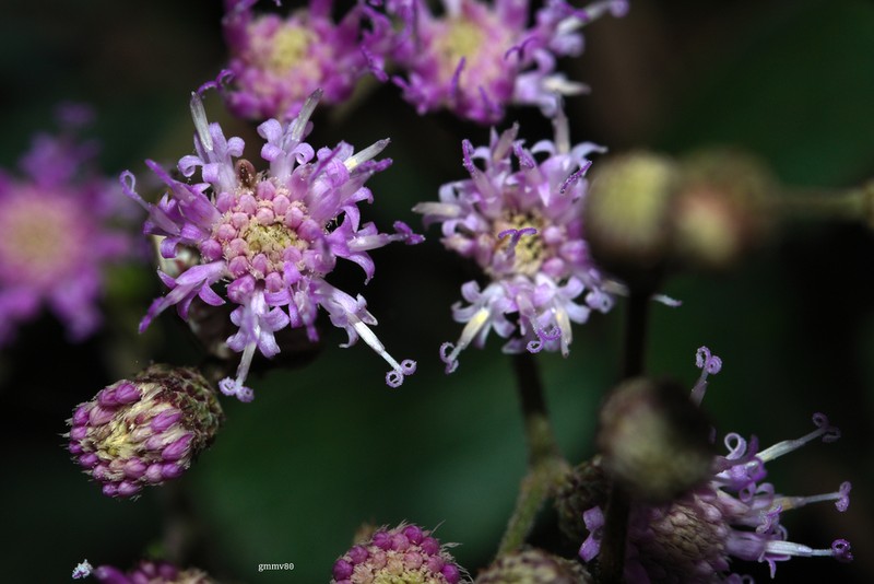 Vernonanthura brasiliana photo 5