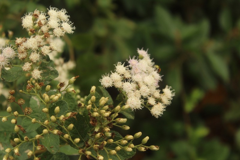 Vernonanthura brasiliana photo 6