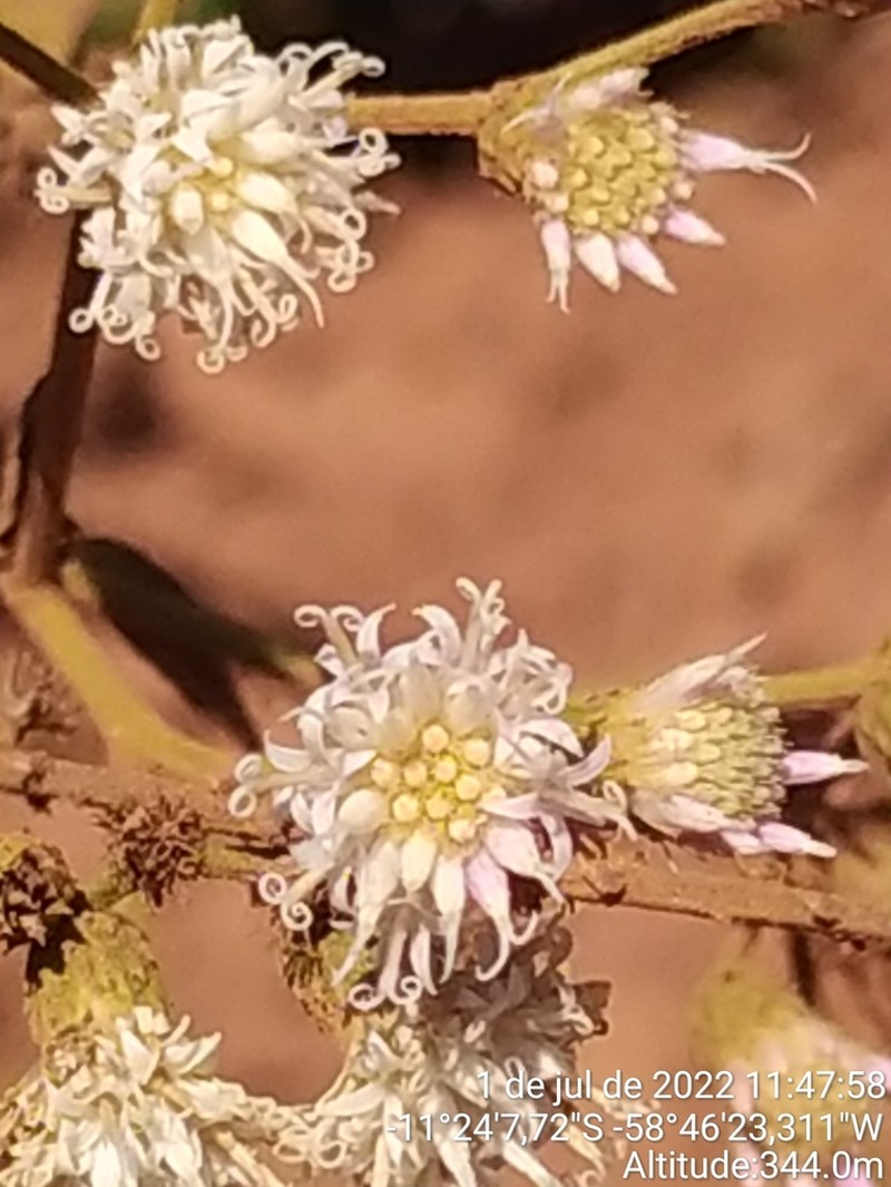 Vernonanthura brasiliana photo 7