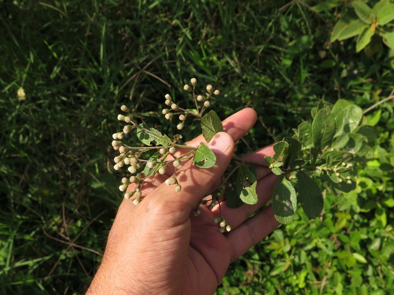 Vernonanthura brasiliana photo 8