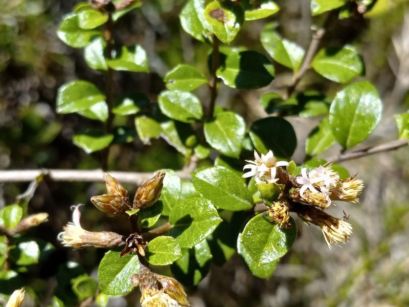 Vernonanthura buxifolia