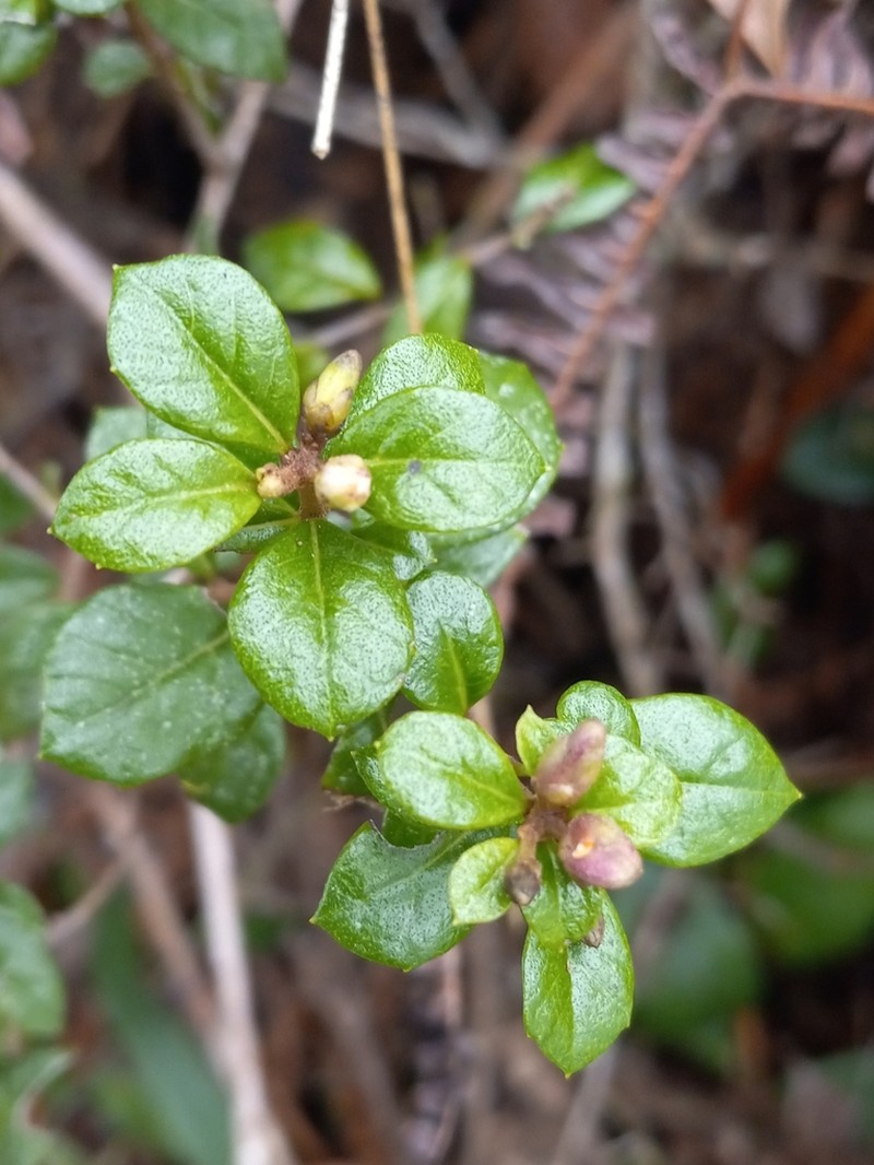 Vernonanthura buxifolia photo 2