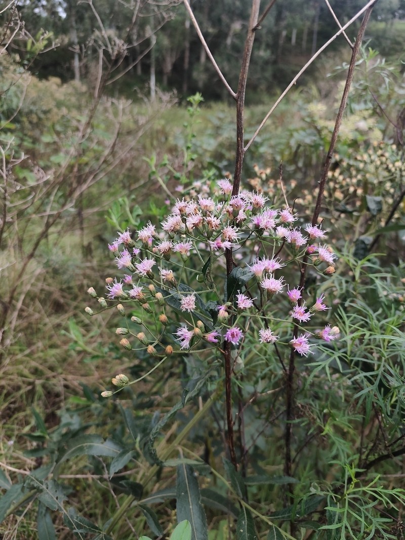 Vernonanthura catharinensis