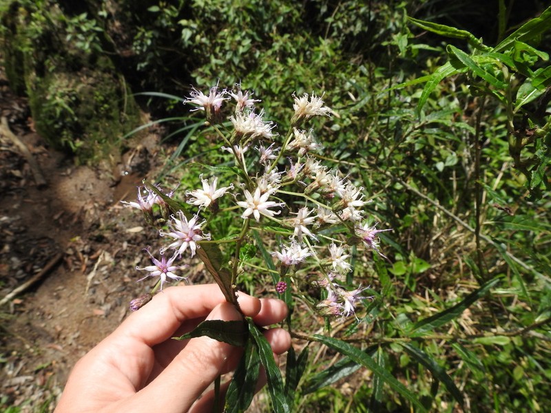 Vernonanthura catharinensis photo 2