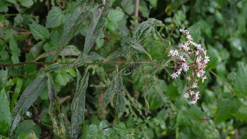 Vernonanthura catharinensis photo 3