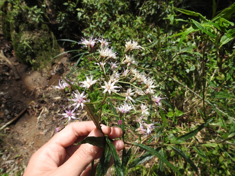 Vernonanthura catharinensis photo 4