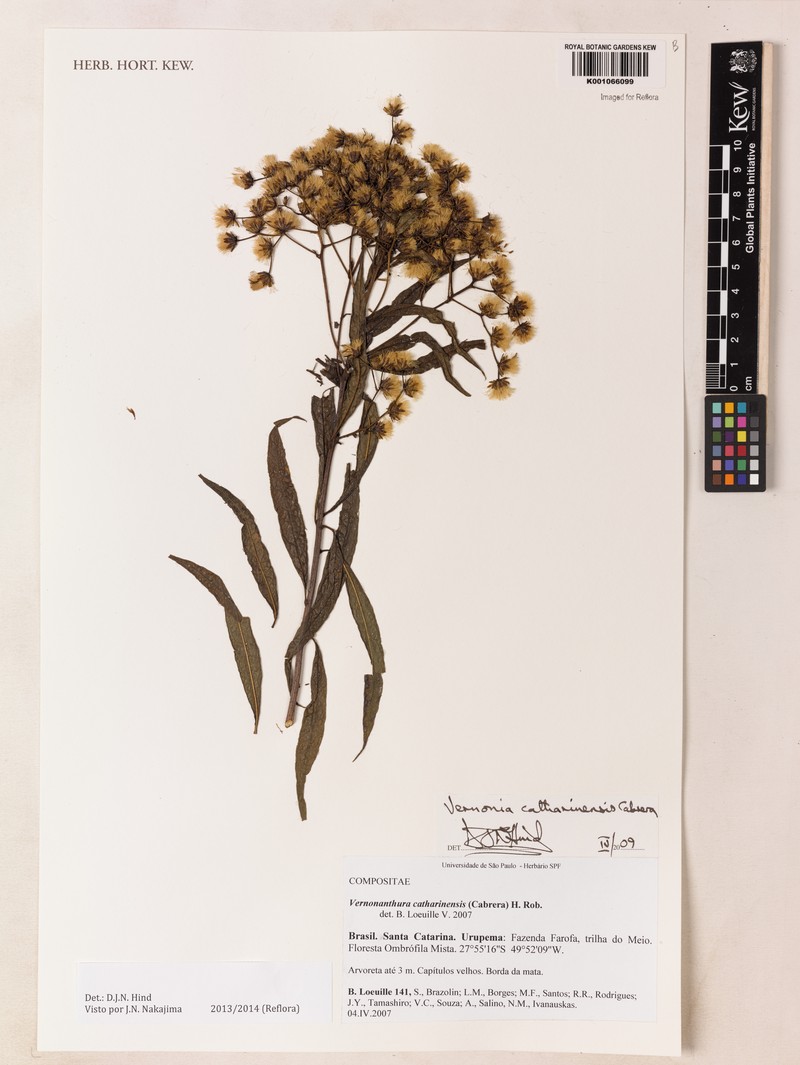Vernonanthura catharinensis photo 5