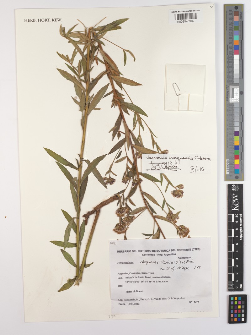 Vernonanthura chaquensis