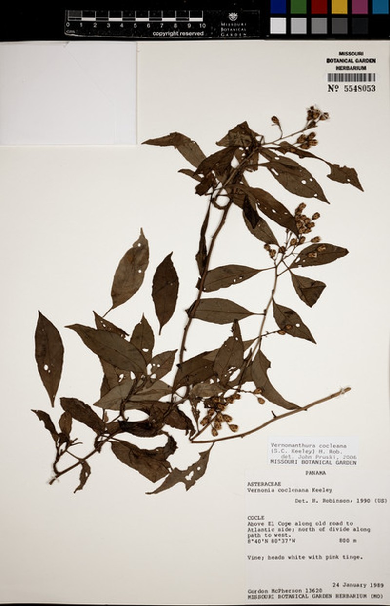 Vernonanthura cocleana