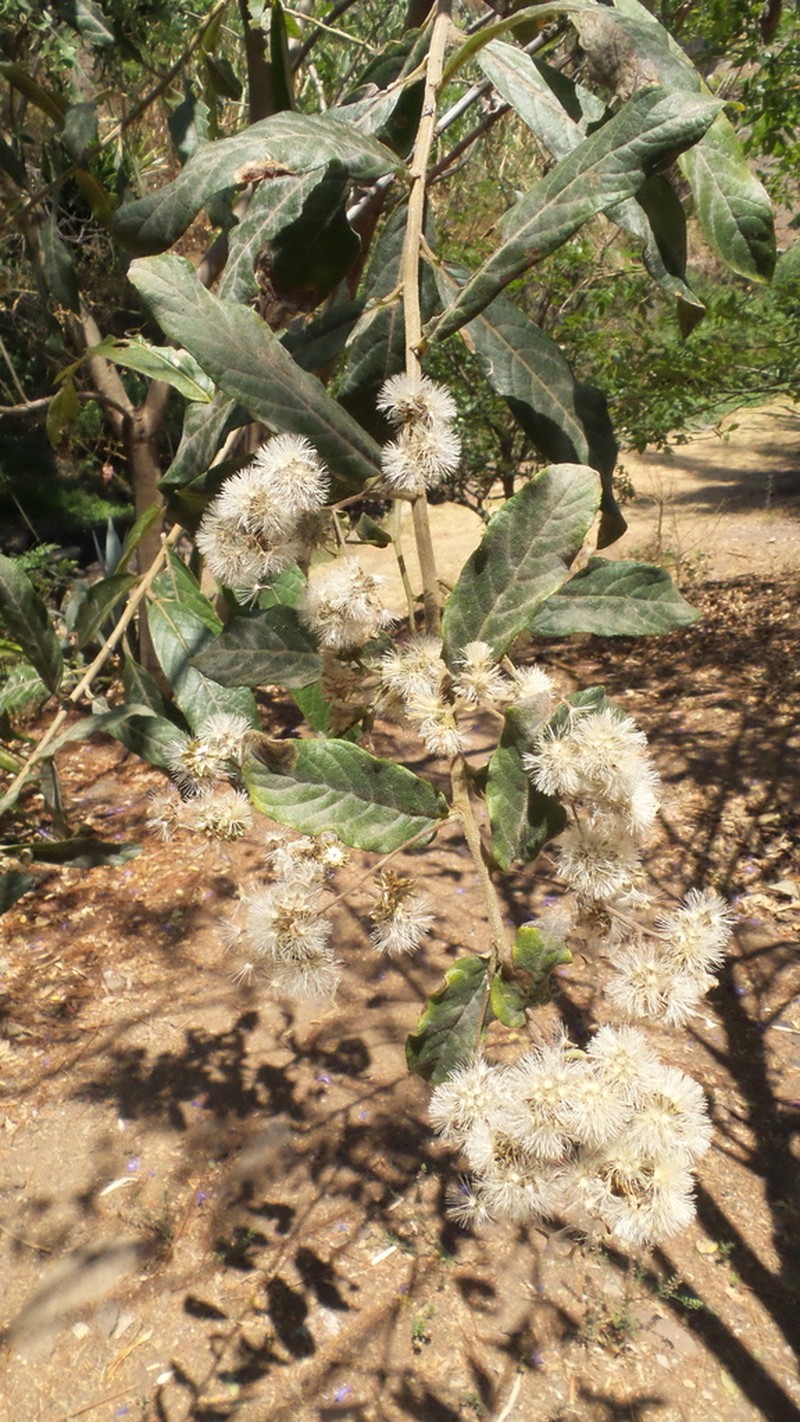 Vernonanthura cordata photo 5
